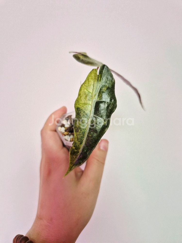 알로카시아 폴리민트 바리에가타--2