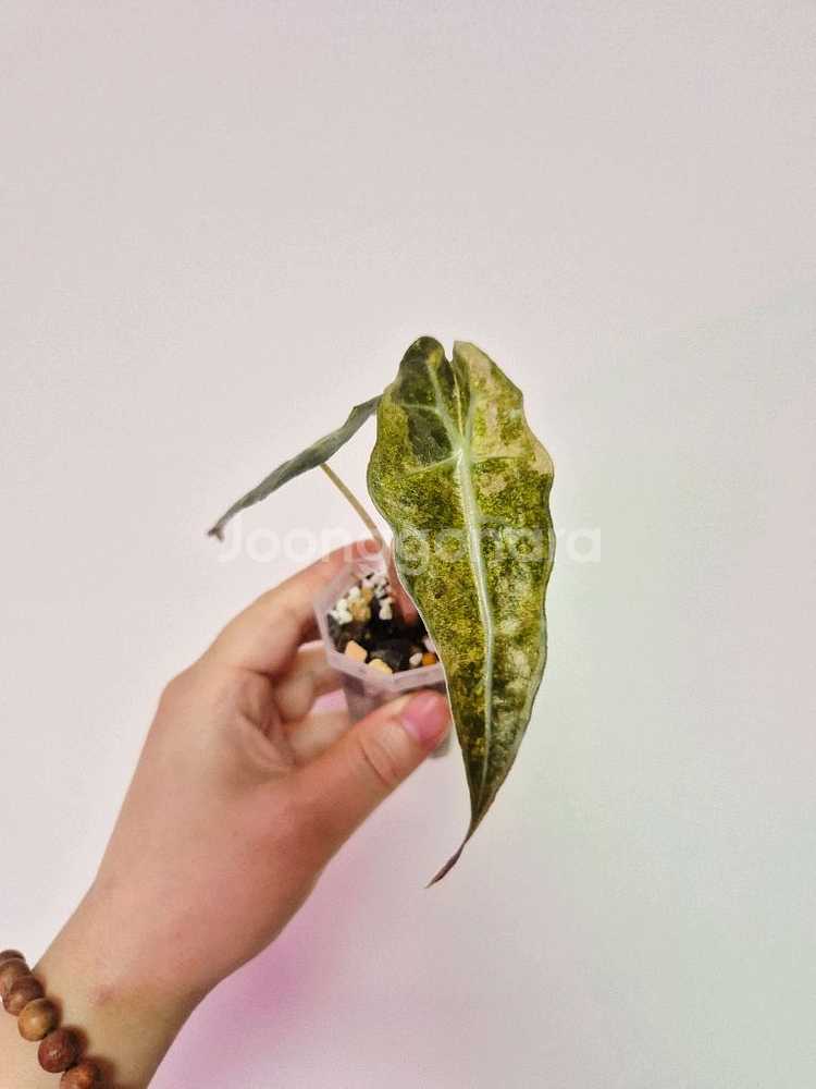 알로카시아 폴리민트 바리에가타--1