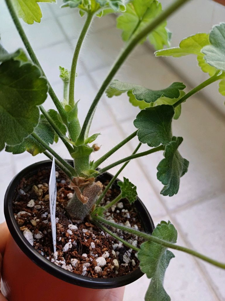 아이굴과 제라늄3종 세트--2