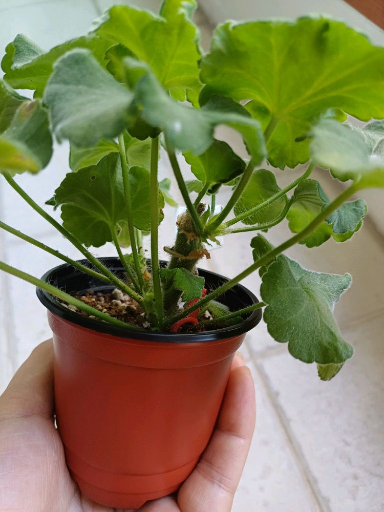 아이굴과 제라늄3종 세트--1