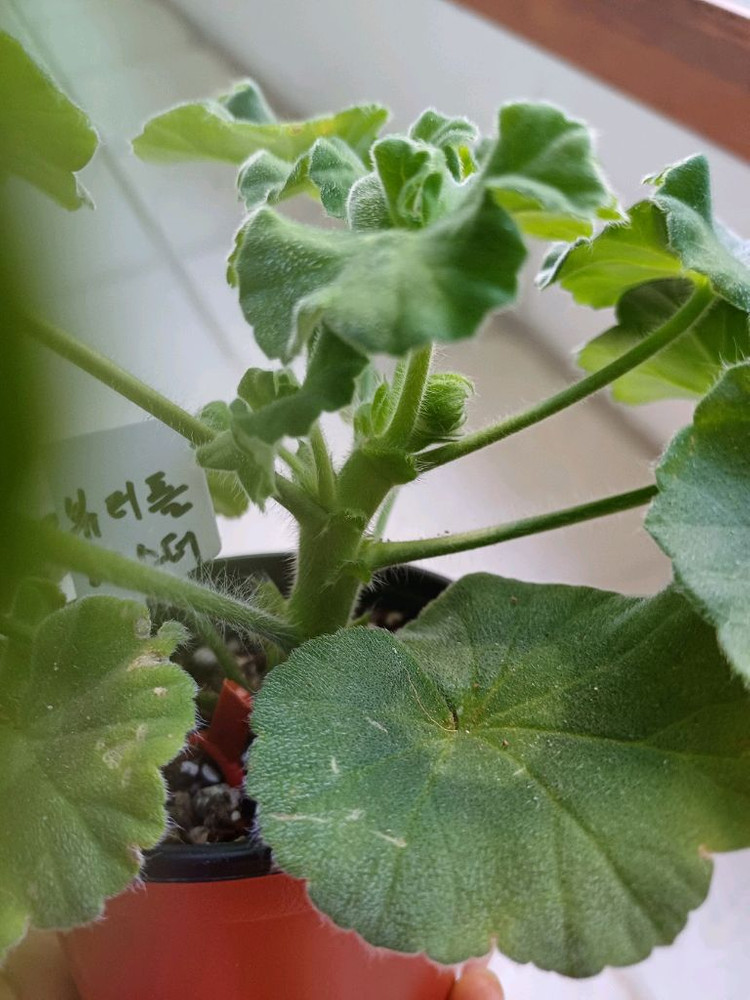 아이굴과 제라늄3종 세트--3