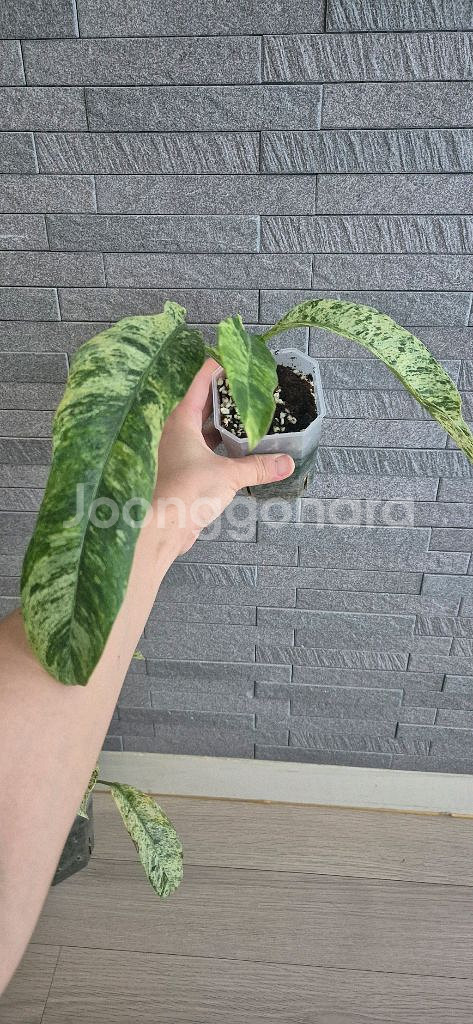 에피프레넘 기간마블--0