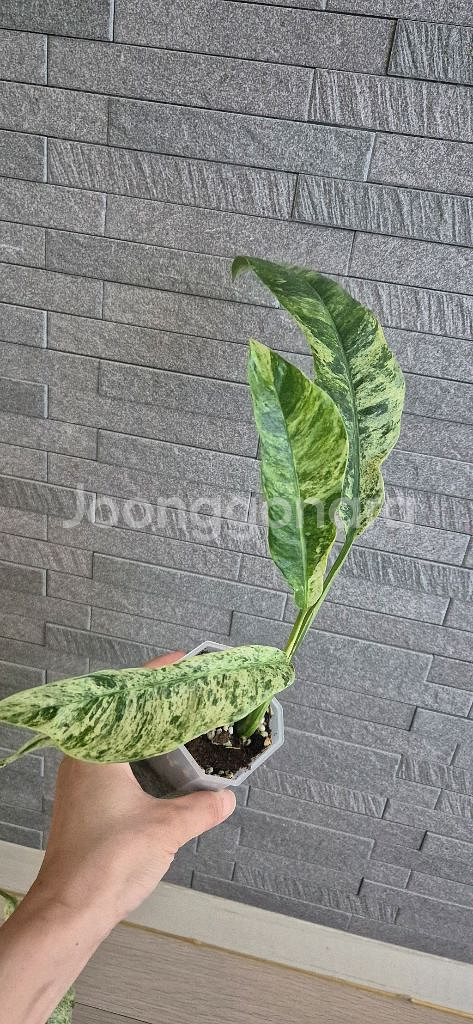 에피프레넘 기간마블--1