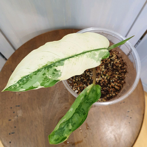 아글라오네마 코뮤타툼 알보 바리에가타 #잎13cm