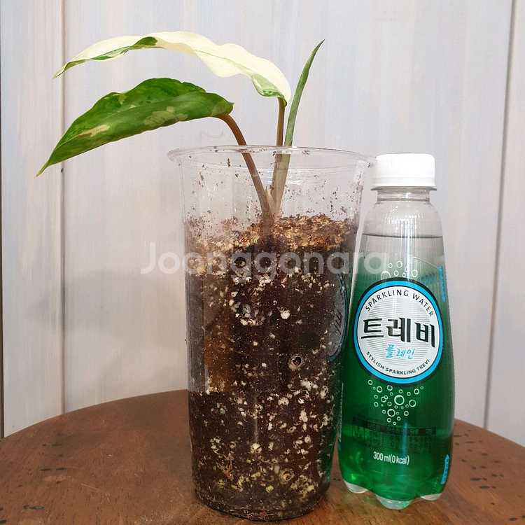 아글라오네마 코뮤타툼 알보 바리에가타 #잎13cm--1