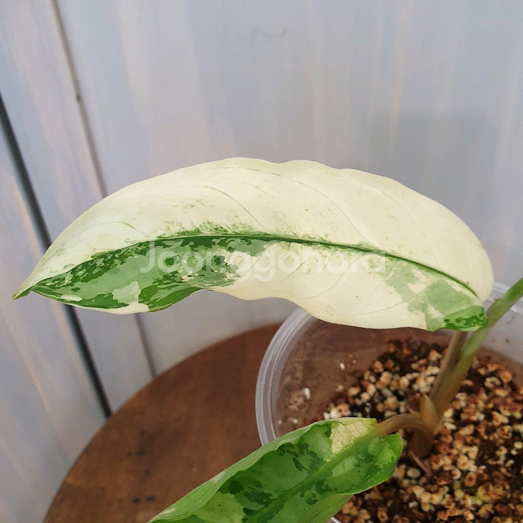 아글라오네마 코뮤타툼 알보 바리에가타 #잎13cm--4
