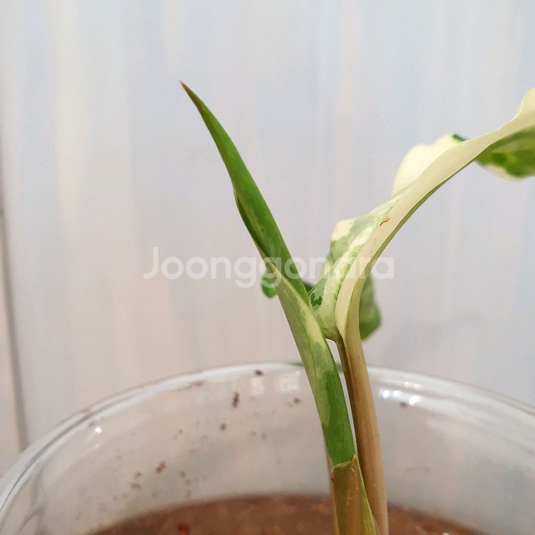아글라오네마 코뮤타툼 알보 바리에가타 #잎13cm--5