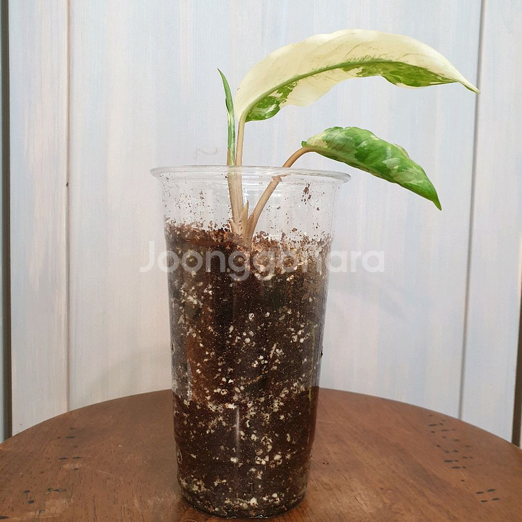 아글라오네마 코뮤타툼 알보 바리에가타 #잎13cm--2