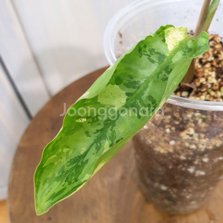 아글라오네마 코뮤타툼 알보 바리에가타 #잎13cm--3