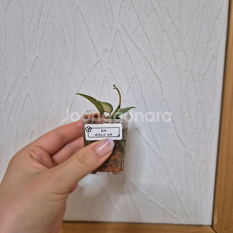 호야 라쿠노사 소마--0