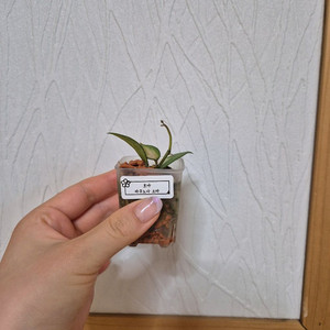 호야 라쿠노사 소마