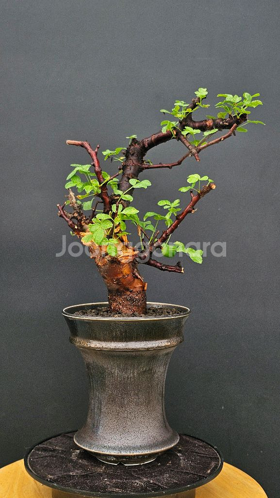 코미포라 보라넨시스 (아프리카식물/코덱스)--0