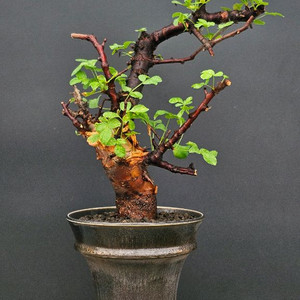 코미포라 보라넨시스 (아프리카식물/코덱스)