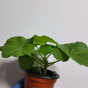 제라늄 화인 수 1.0