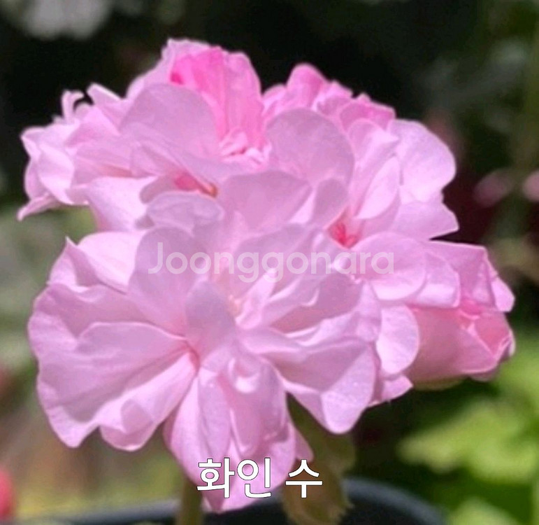 제라늄 화인 수 1.0--3