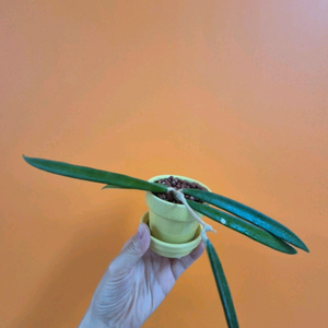 호야 쉐퍼디