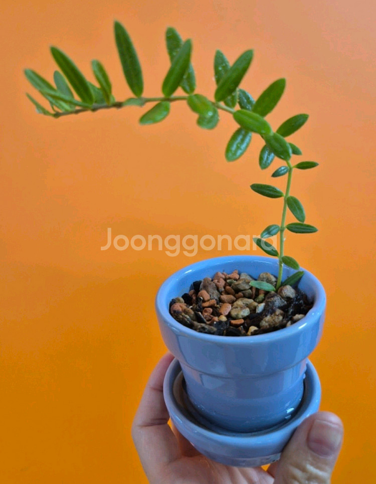 호야 엔글러리아나(엔젤리아나)--0