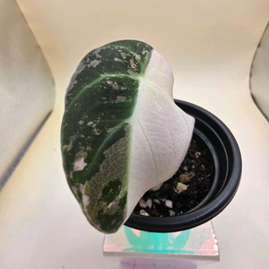 블랙벨벳 핑크바리에가타