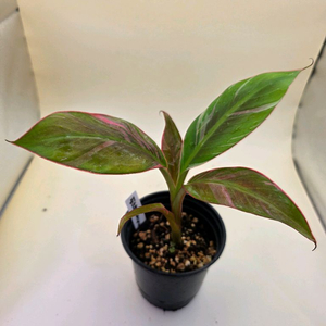 핑크무늬바나나(노노)