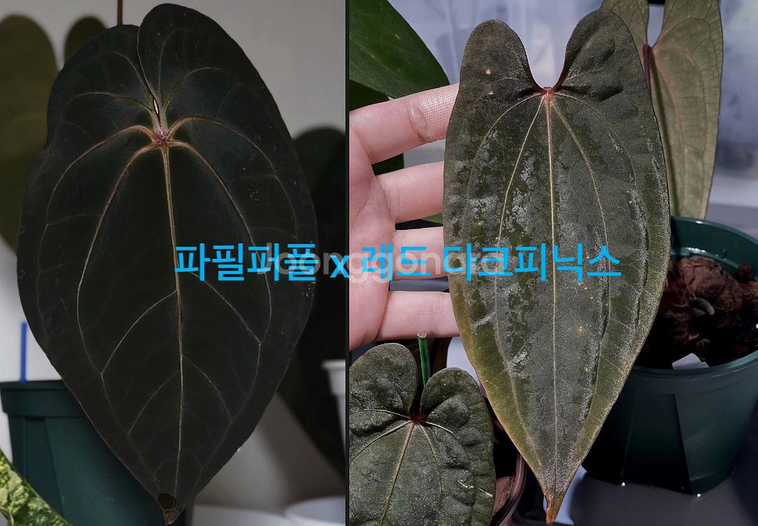 안스리움 파필퍼플 x 레드 다크피닉스--0