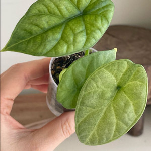 알로카시아 시누아타 민트