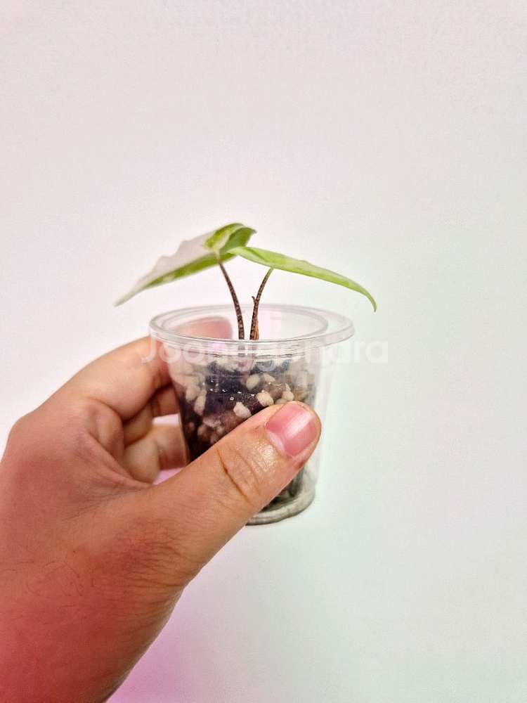 알로카시아 롱기로바 바리에가타--2