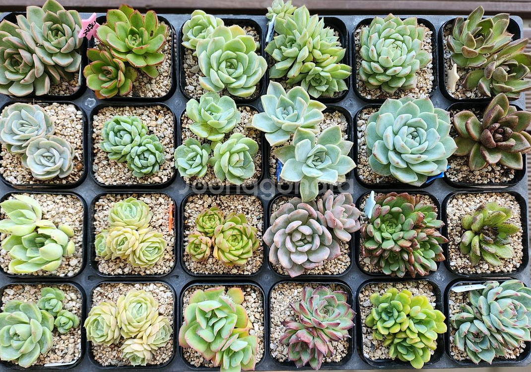 다육식물 모음--0