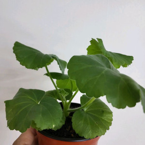 제라늄 살몬퀸 0.5