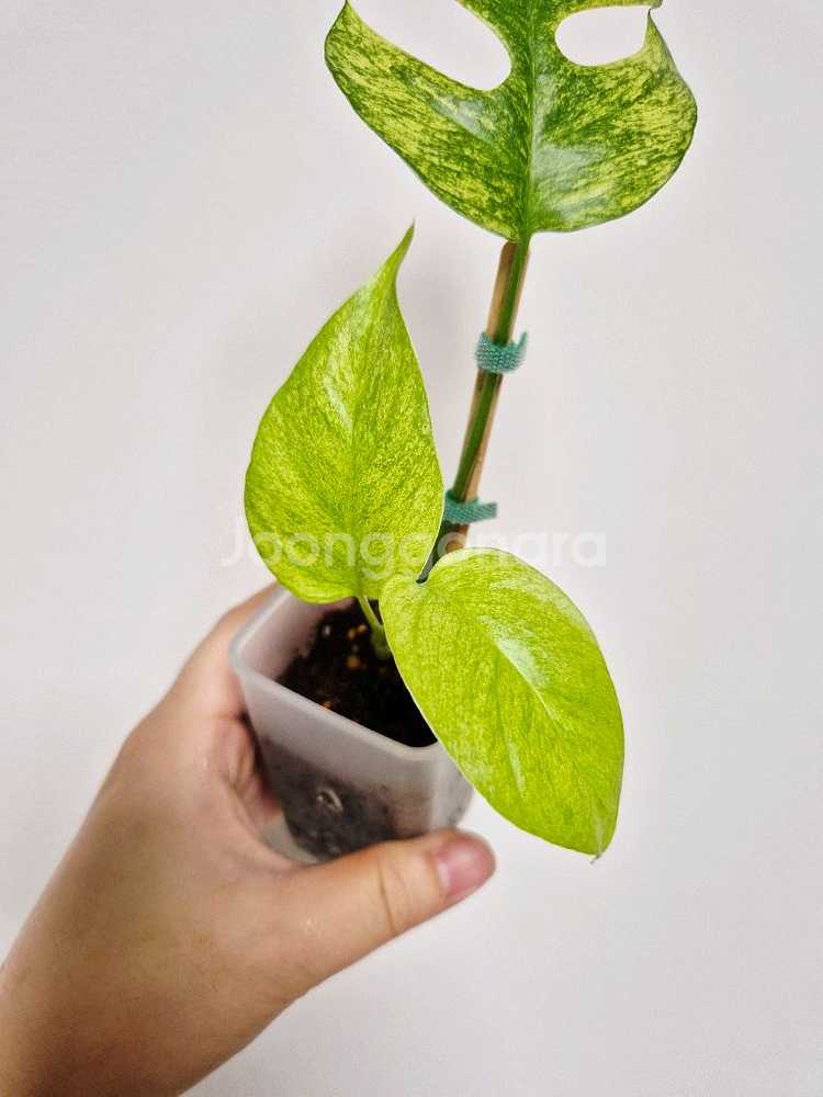 풀민트 히메몬스테라--0