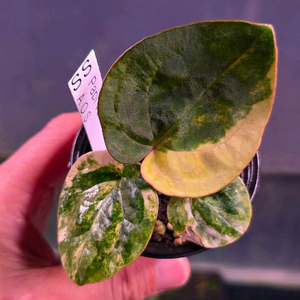 파필리라미넘바리에가타.에오스