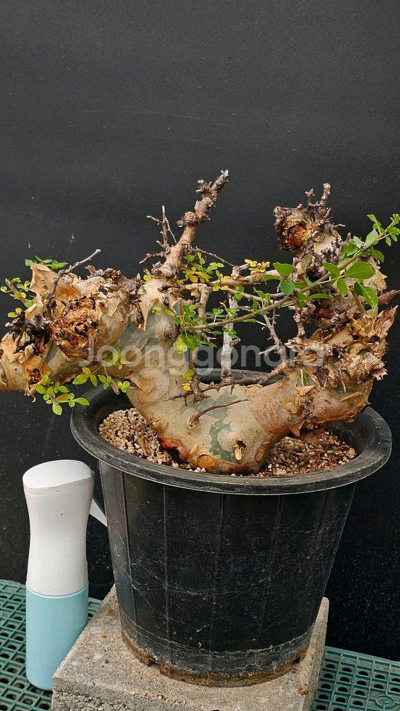 코미포라 카타프 케냐폼 (아프리카식물/코덱스)--3