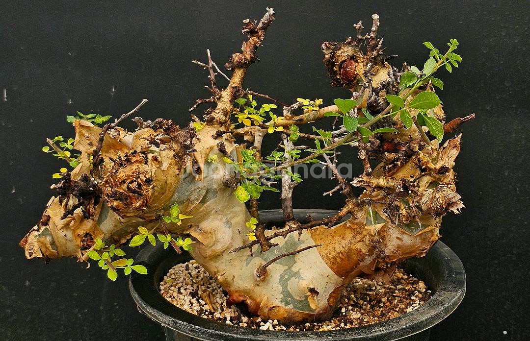 코미포라 카타프 케냐폼 (아프리카식물/코덱스)--0