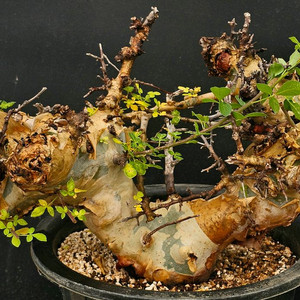 코미포라 카타프 케냐폼 (아프리카식물/코덱스)