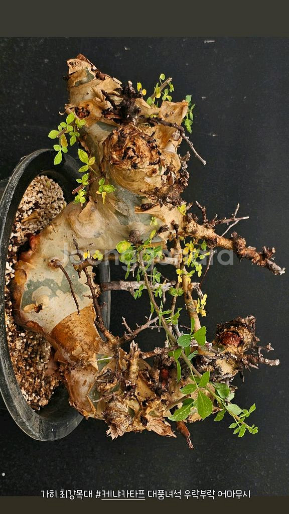 코미포라 카타프 케냐폼 (아프리카식물/코덱스)--1