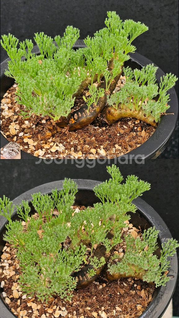 사르코카울론 멀티피덤 다양한 수형 (아프리카식물/코덱스--1