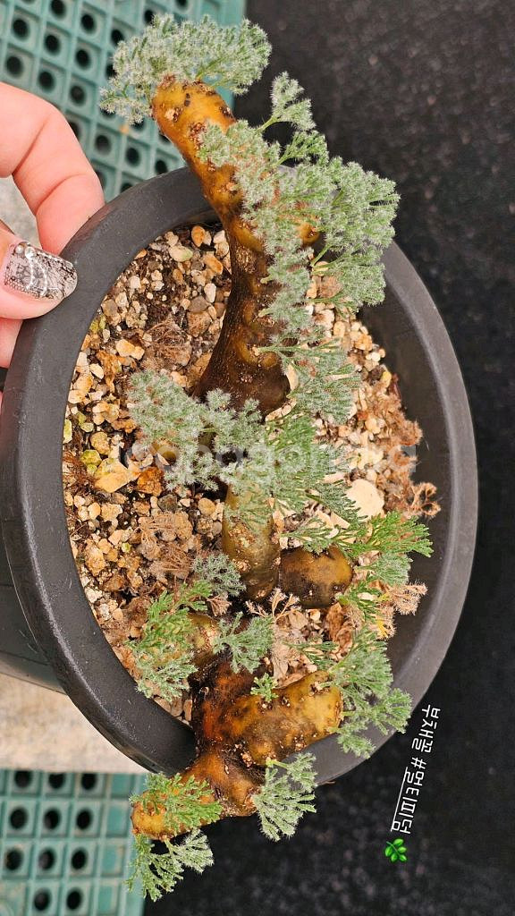 사르코카울론 멀티피덤 다양한 수형 (아프리카식물/코덱스--3