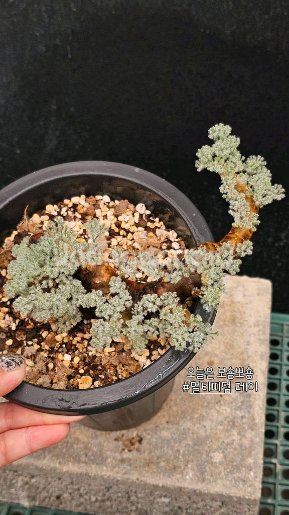 사르코카울론 멀티피덤 다양한 수형 (아프리카식물/코덱스--2