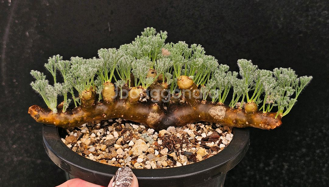 사르코카울론 멀티피덤 다양한 수형 (아프리카식물/코덱스--6