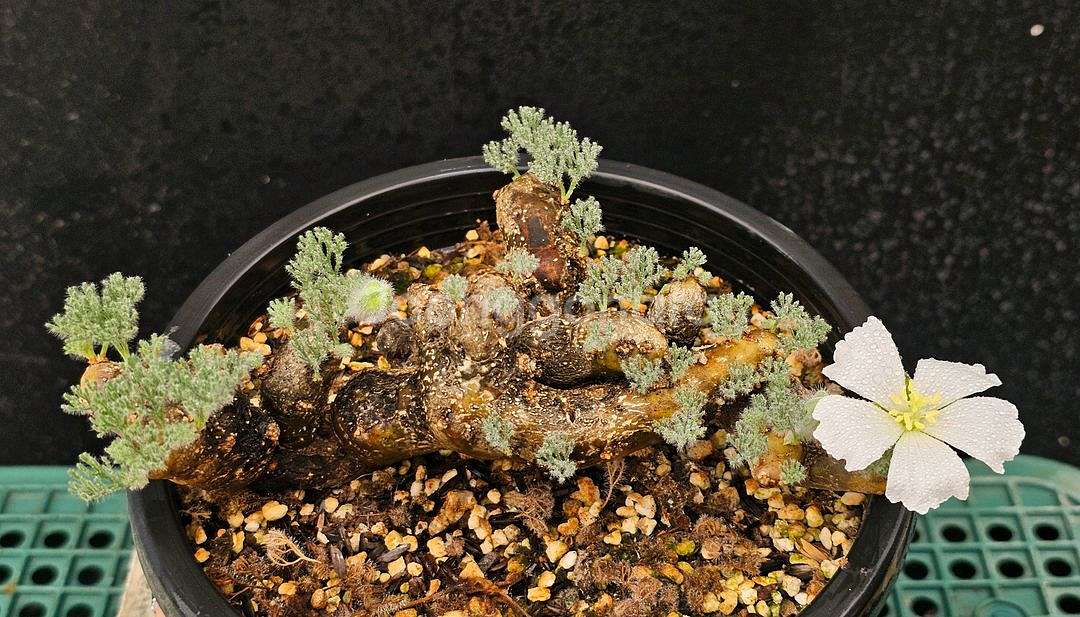 사르코카울론 멀티피덤 다양한 수형 (아프리카식물/코덱스--7