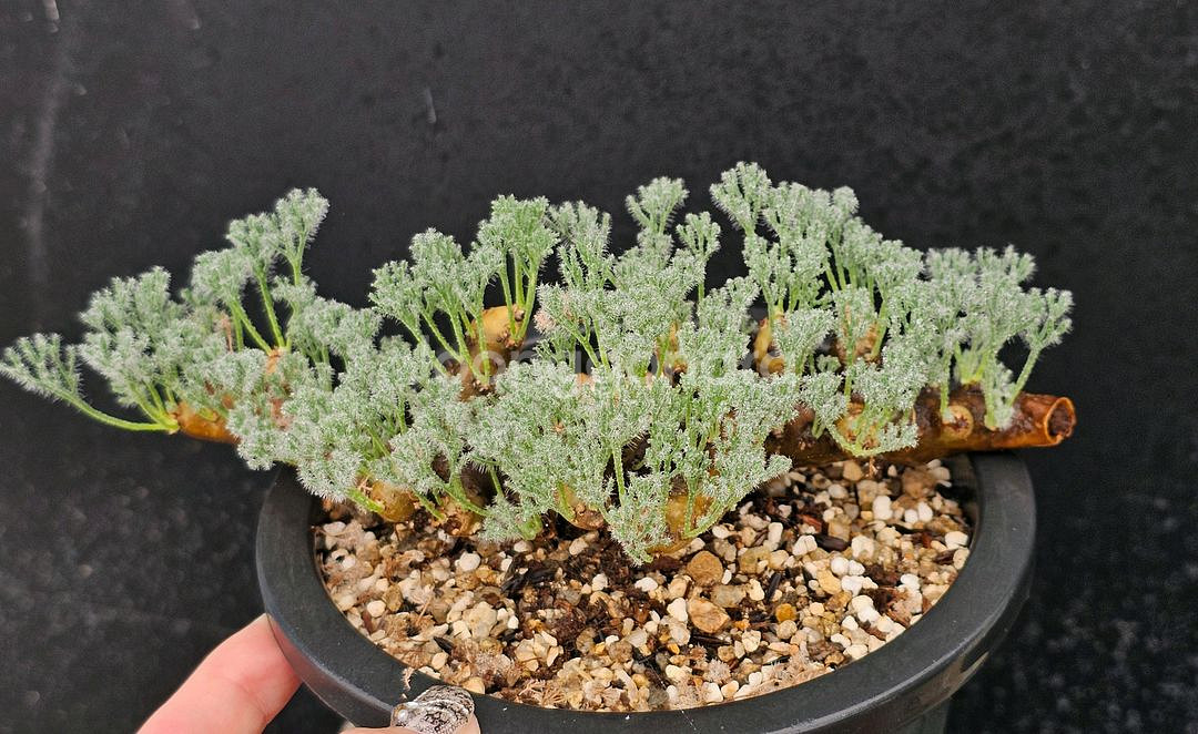 사르코카울론 멀티피덤 다양한 수형 (아프리카식물/코덱스--5