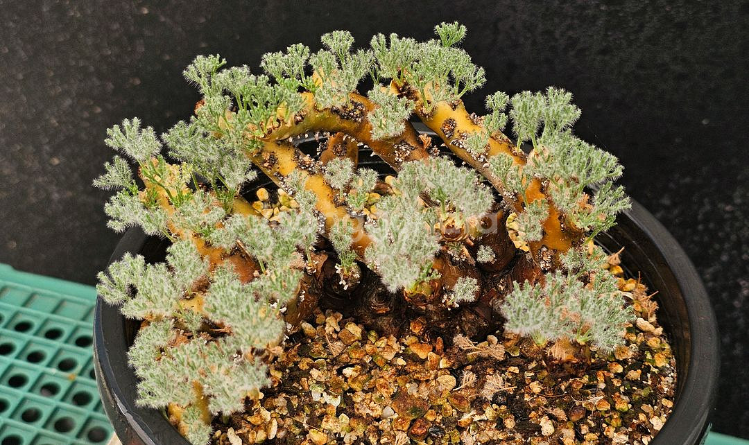 사르코카울론 멀티피덤 다양한 수형 (아프리카식물/코덱스--0