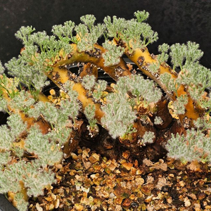 사르코카울론 멀티피덤 다양한 수형 (아프리카식물/코덱스