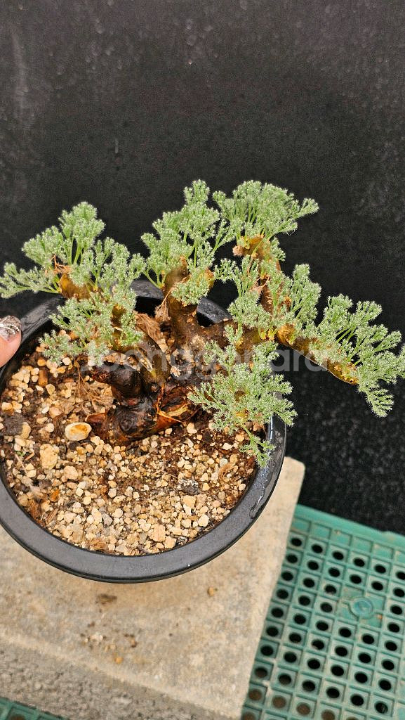 사르코카울론 멀티피덤 다양한 수형 (아프리카식물/코덱스--4