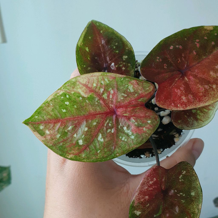 칼라디움 sp 6만원--1