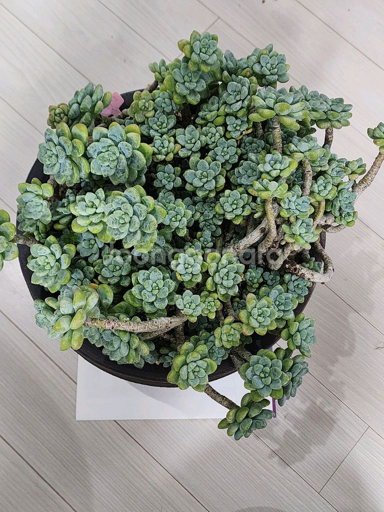 라울 다육식물입니다.--0