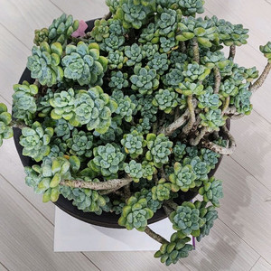 라울 다육식물입니다.