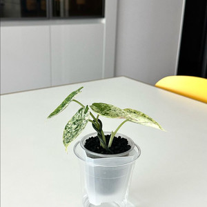 알로카시아 드래곤스케일 민트 바리에가타