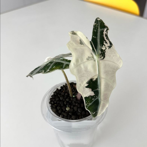 알로카시아 아마조니카 화이트핑크 바리에가타