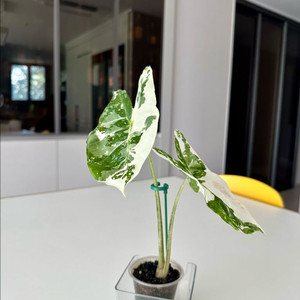 알로카시아 롱기로바 바리에가타