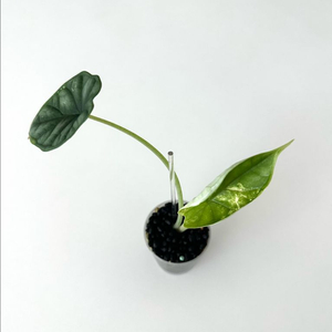 알로카시아 드래곤스케일 바리에가타